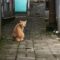 1750050346619-kucing-liar-di-permukiman-warga-kota-bandung-1745306388088_169