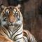 1760419197618-ilustrasi-harimau_169