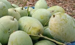 1760807800777-agro-hutan-mangga-mangunjaya-indramayu-5_169