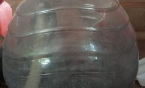 1760915623455-ular-kobra-jawa-tangkapan-di-tirtomarto-cawas-klaten-minggu-19102025-1760864782690_43