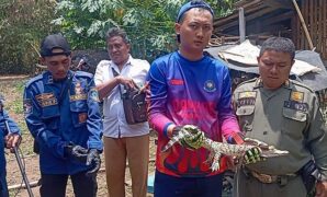 1760958786193-proses-evakuasi-anak-buaya-di-bak-mandi-rumah-warga-di-kuningan-1760955574261_169