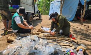 1761109978214-penemuan-fosil-gajah-purba-stegodon-di-nganjuk-1761035470960_169