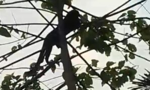 1761110345193-macan-kumbang-turun-ke-permukiman-warga-di-sumedang-1761028555466_169