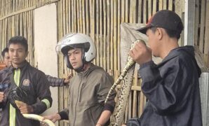 1761218115947-ular-sanca-saat-dievakuasi-petugas-damkar-1761196365519_169