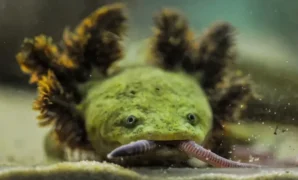 1761412368351-salamander-langka-1761203843753_169