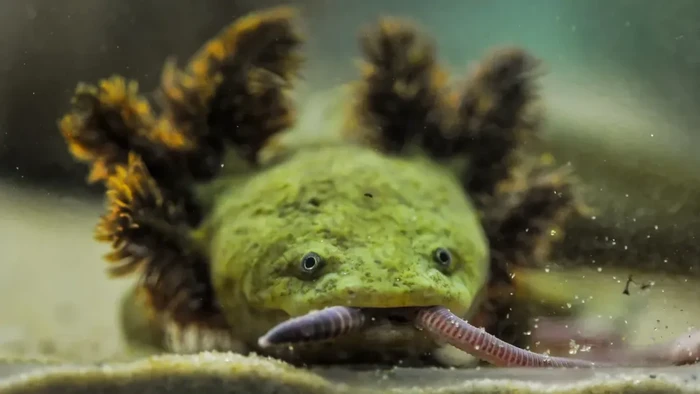 1761412368351-salamander-langka-1761203843753_169