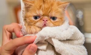1761412515512-ilustrasi-kucing_169