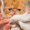 1761412515512-ilustrasi-kucing_169