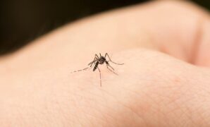 1761498757179-ilustrasi-nyamuk_169