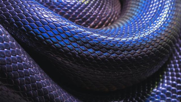 1761541960373-ular_169