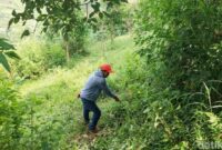 1761542030611-warga-menunjukkan-lokasi-abg-kbb-ditemukan-tak-sadarkan-diri-dan-nyaris-bugil-1761032246057_169