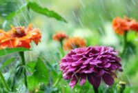 1761693230364-ilustrasi-tanaman-bunga-saat-hujan-1756187551342_169