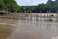 1761715068655-kondisi-pagar-laut-cagar-alam-pangandaran-dan-rusa-yang-berada-diluar-kawasan-twa-1761638000350_169