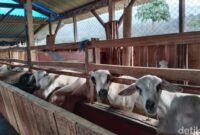 1761736385166-kampung-domba-di-desa-wisata-cibuntu-kabupaten-kuningan-1761723580637_169