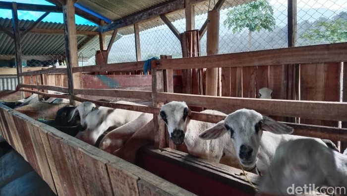 1761736385166-kampung-domba-di-desa-wisata-cibuntu-kabupaten-kuningan-1761723580637_169