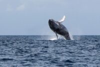 1761801211932-migrasi-spektakuler-paus-bungkuk-tiba-di-panama-1753771252811_169