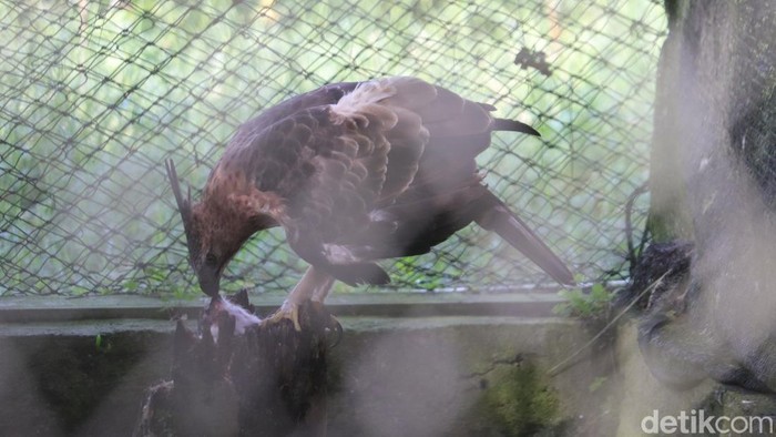 1761822954640-si-timu-elang-jawa-penghuni-kandang-edukasi-di-pusat-konservasi-elang-kamojang-pkek_169