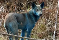 1761844417708-anjing-chernobyl-1761719993361_169