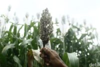 1761909446625-sorgum-yang-ditanam-di-ujungberung-kota-bandung-1761892673393_169