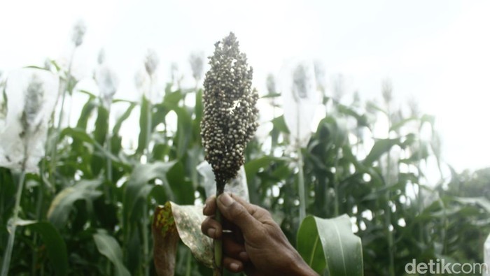 1761909446625-sorgum-yang-ditanam-di-ujungberung-kota-bandung-1761892673393_169