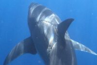 1761995676596-hiu-putih-besar_169