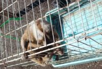 1761995692985-kukang-liar-yang-diamankan-warga-kota-tasikmalaya-1761975355793_169