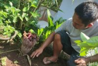 1761995757563-bunga-bangkai-atau-bunga-suweg-mulai-bermunculan-di-kebun-dan-pekarangan-rumah-warga-di-ciamis-1761971749142_169