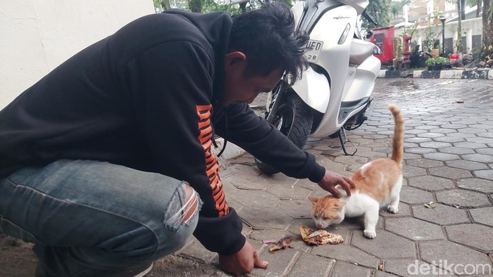 1762082052562-ilustrasi-kucing-liar-di-cimahi-1762070721386_169