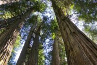 1762147190908-ilustrasi-hutan_169