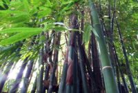 1762405945580-ilustrasi-bambu_169