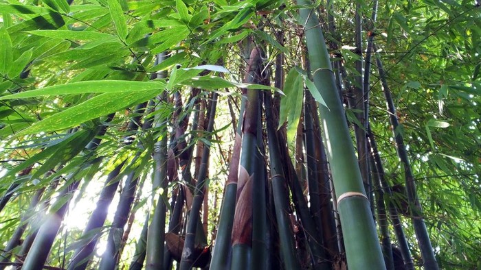 1762405945580-ilustrasi-bambu_169