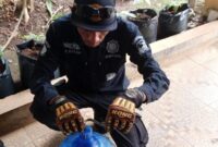 1762427712480-proses-evakuasi-ular-di-kuningan-1762419548669_169