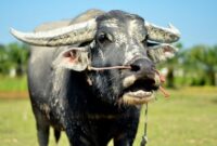 1762470826209-kerbau-1762241077442_169