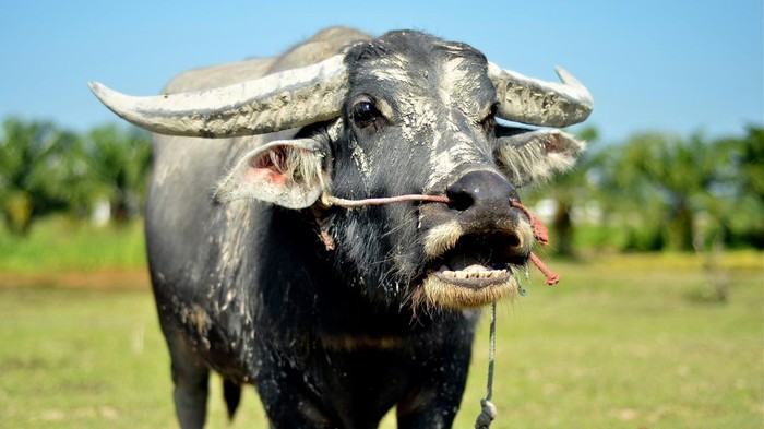 1762470826209-kerbau-1762241077442_169