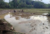 1762492572227-petani-dan-warga-sedang-memperbaiki-tanggul-irigasi-yang-jebol-akibat-luapan-air-banjir-sempat-merendam-13-hektare-sawah-1762485416887_169