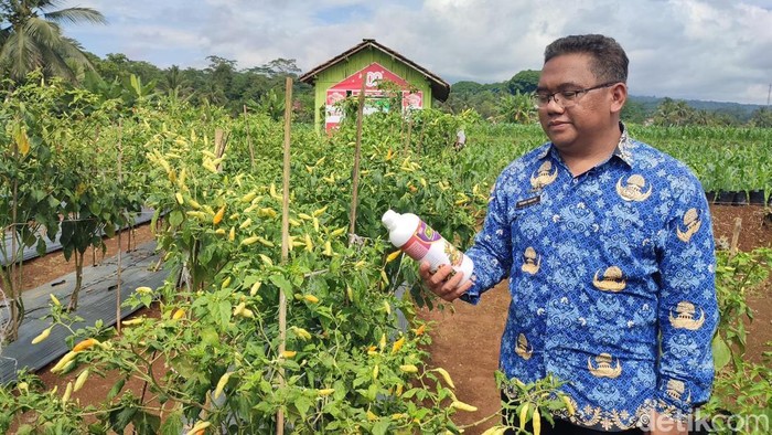 1762838316724-tatang-hidayat-menunjukan-pupuk-organik-cair-dari-limbah-tahu-yang-dibuatnya-di-demplot-kebun-cabai-yang-menggunakan-pupuk-ter-1762757537513_169