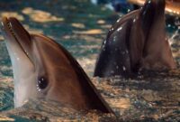 1763248428564-ilustrasi-lumba-lumba_169