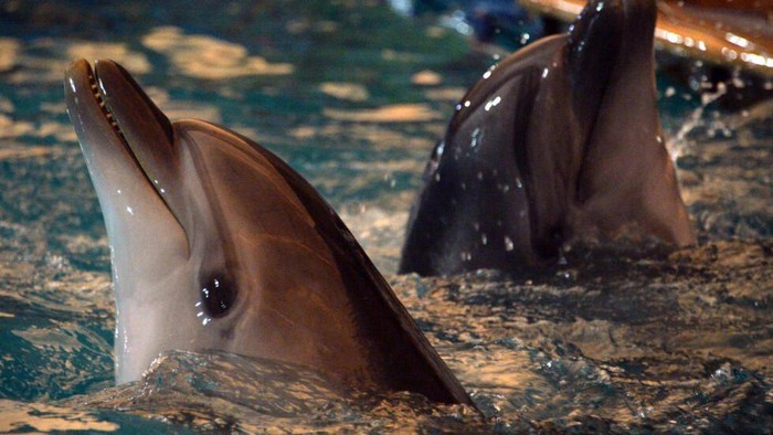 1763248428564-ilustrasi-lumba-lumba_169