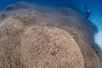 1763291757320-terumbu-karang-sebesar-dua-lapangan-basket_169