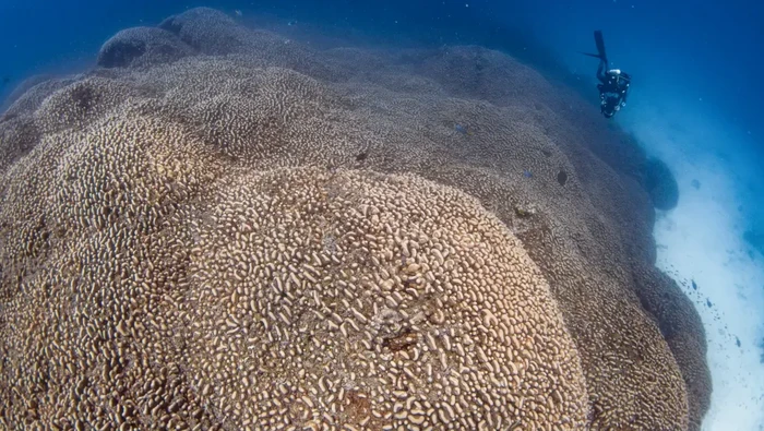 1763291757320-terumbu-karang-sebesar-dua-lapangan-basket_169