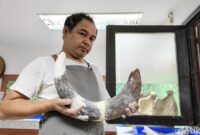 1763291807828-proses-preparasi-fosil-gajah-purba-stegodon-trigonocephalus-di-museum-geologi-bandung-1763262517340_169