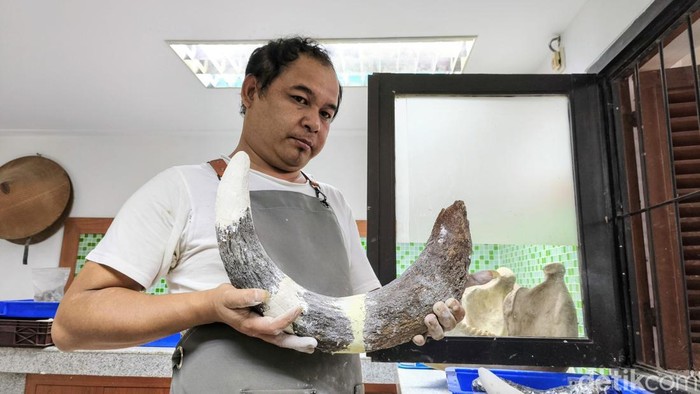 1763291807828-proses-preparasi-fosil-gajah-purba-stegodon-trigonocephalus-di-museum-geologi-bandung-1763262517340_169