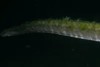 1763313162830-ular-purba-di-pulau-komodo-1761876006947_169