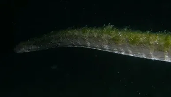 1763313162830-ular-purba-di-pulau-komodo-1761876006947_169