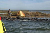 1763313201437-turis-jerman-terdampar-di-danau-ijsselmeer-belanda-1762413641176_169