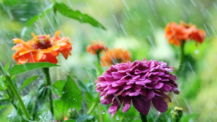 1763335026378-ilustrasi-tanaman-bunga-saat-hujan-1756187551342_169