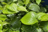 1763356466420-ilustrasi-daun-sirih_169