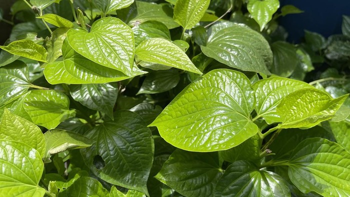 1763356466420-ilustrasi-daun-sirih_169