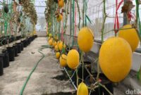1763378398170-suasana-greenhouse-melon-premium-dan-pusat-jajan-serba-ada-desa-kasturi-1763285891422_169