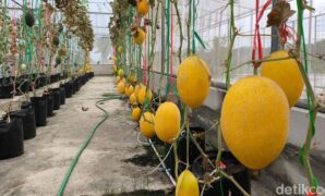 1763378398170-suasana-greenhouse-melon-premium-dan-pusat-jajan-serba-ada-desa-kasturi-1763285891422_169